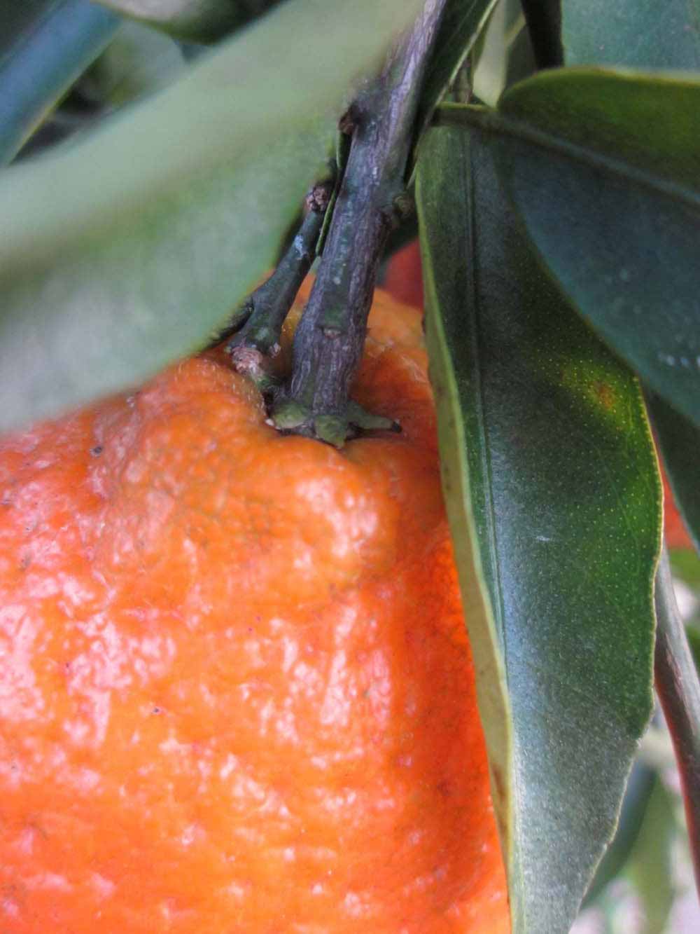              Fruit (Winter Haven, FL)       